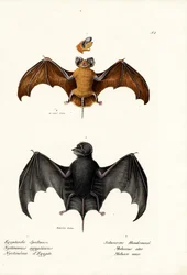 Chauve-souris à queue libre égyptienne, 1824